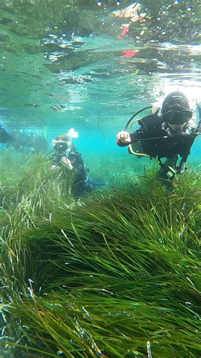 KIDS EXPLORING THE UNDERWATER WORLD 🤩 JOIN US!👌🏻#diving #scubadiving #explore #lifestyle #scubadive #divers #sea @PADI