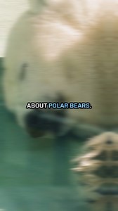 Happy International Polar Bear Day! 🐻‍❄️❄️ #sciencefacts #interestingfacts #DidYouKnow | IFLScience