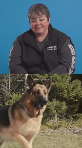 262K views · 13K reactions | Ever wonder how Rex pulls off those daring stunts?  It’s all thanks to the expertise of Dog Master and Executive Producer Sherri Davis and her talented team!  In Part 1 of our "Commanding the Scene" series, Sherri shares how she trained Rex to make a thrilling leap from a cliff—no CGI, no green screen, just real teamwork and skill. #HudsonAndRex #DogStunt | Hudson & Rex on Citytv | Facebook