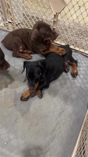 Puppy Fever: Adorable European Doberman Moments