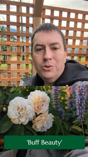 Fraser Valley Rose Farm | How we plan to get roses into your garden! | Instagram