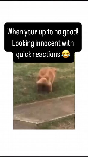 47K reactions · 4.6K shares | How to cover up being naughty  #dogtrainersofinstagram www.dogwigglestraining.co.uk | Dog Wiggles Sitters | Facebook