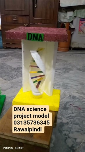DNA #s #scienceproject #model #schoolproject#DNA model
