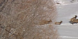 Stay away from deer and elk during the winter months, officials say