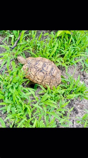 Thobolo's Bush Lodge Botswana | The leopard tortoise is one of Africa’s largest tortoise species, commonly found in savannas and grasslands — especially after good rains... | Instagram