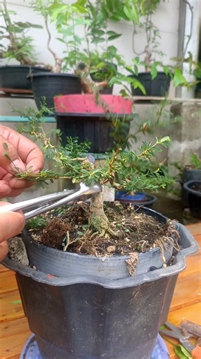 Small Desmodium Bonsai 🇻🇳 #shorts #shortsfeed #shortvideo #art
