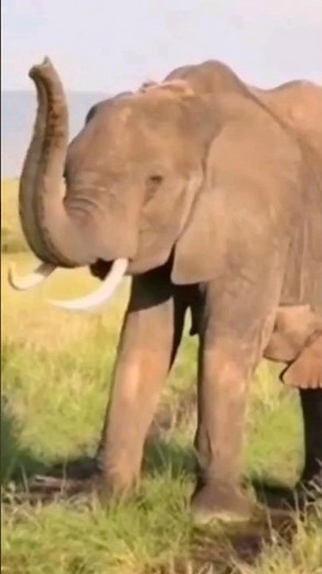 Elephant Sounds #shorts #elephants #wildlife