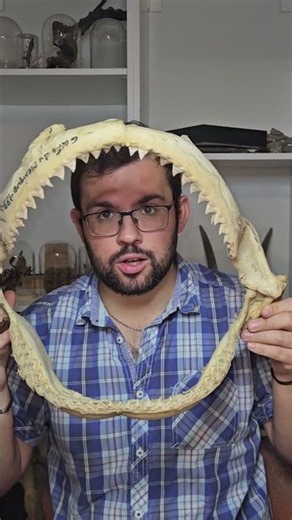 A giant shark jawbone in my collection #geology #science #paleontology #fossil