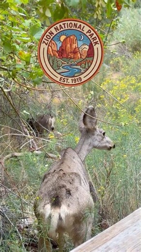 Mule Deer Grazing along Zion National Park’s Riverside Walk