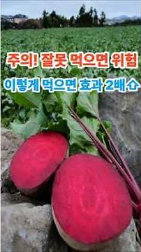 비트 제대로 먹으면 혈액 순환, 간 건강, 피로 회복, 면역력 강화! #비트 #비트효능 #슈퍼푸드 #비트먹는법 #건강식품 #혈압조절 #간건강 #장건강 #혈액순환 #다이어트식단