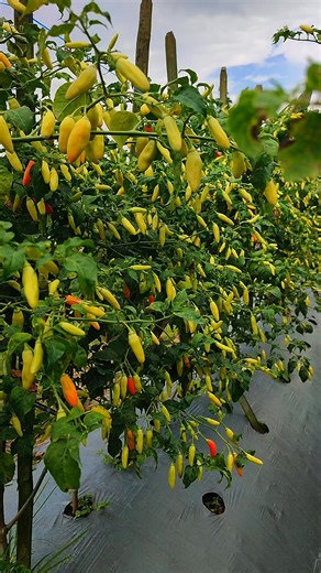 Contrex_Humoriezt (@contrex_humoriezt)’s videos with suara asli - MEDE Tani