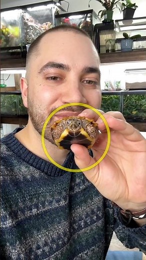 This Man Created a Dream Home for a Turtle 🐢