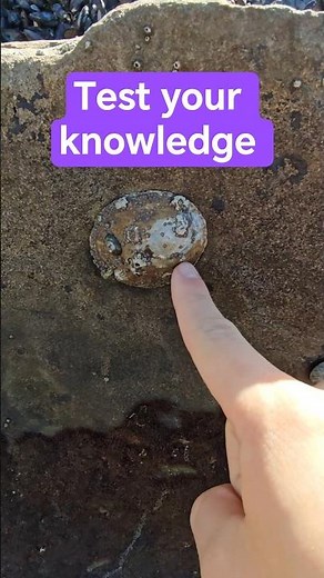 Are these tidepool "pebbles" alive? #limpet #marinebiology #scienceexplained #science