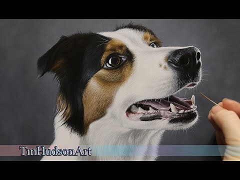Painting a realistic Border Collie in acrylic..