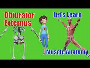 Obturator Externus Explained: The Hip’s Unsung Hero