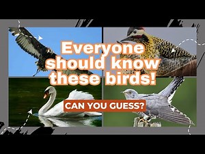 Guess the Bird Quiz | Bird family quiz | You must know these birds!