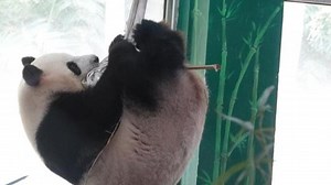 4.2K views · 77 reactions | Jumps and turns! A giant panda at a zoo in Guangzhou has become a hit online with her aerial yoga. It seems that hanging upside down is a piece of cake for Yayi, who is 10 years old, or 60 years old for humans. #HiPanda #ChinainLens For more: https://english.cctv.com/ | CCTV | Facebook