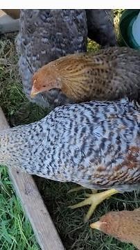 Are Bielefelder Chickens Good to Free Range