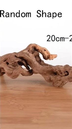 the basics of getting a pet fish