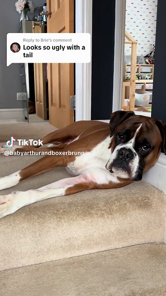 Exploring the Beauty of Boxer Dog Tails