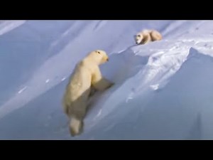 Polar Bear Cubs Out on the Arctic Ice | BBC Studios