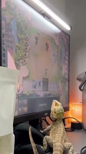 Bearded dragon taps computer screen while owner plays in Taiwan