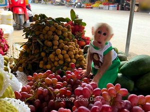 Super smart BiBi monkey went to the market to help Dad choose fruits, vegetables and Eggs | Monkey Show Daily