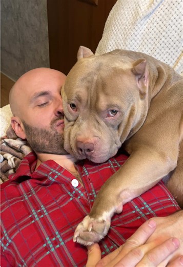 American Bully Care Tips for Dog Owners