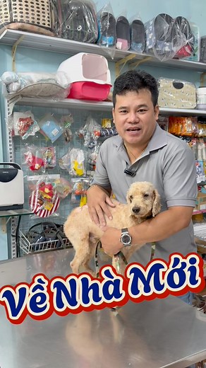 Em Poodle Đi Tìm Hạnh Phúc Thật sự | Trọng Cà Mau