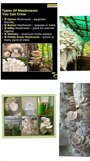 Welcome to our mushroom farming journey! 🌱🍄