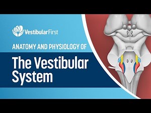 Anatomy and Physiology of the Vestibular System - A Continuing Education Course by Vestibular First