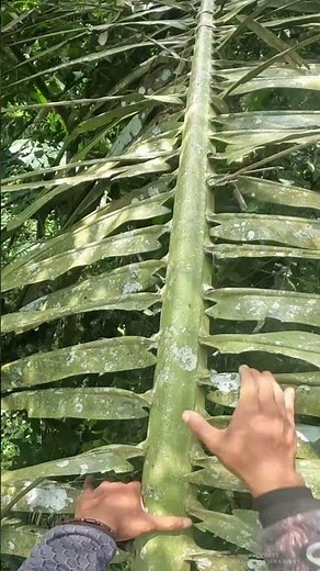 The Honey Harvesting Journey is very Difficult, high and Crawled | West Java Forest Honey