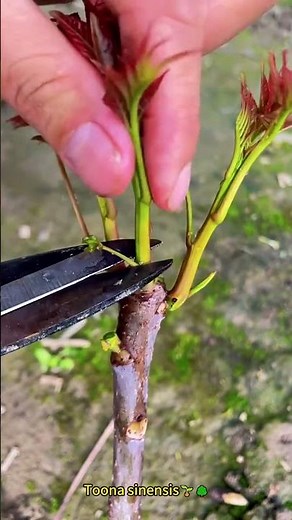 Toona sinensis🌱🌳