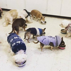 2.1K views · 476 reactions | The sounds of dinner | Vintage Pet Rescue | Facebook