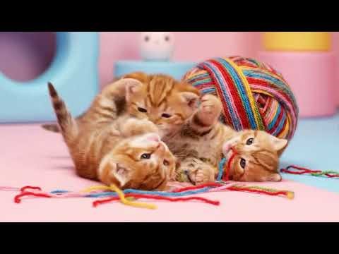 Tiny Kittens Tangle with a GIANT Yarn Ball!