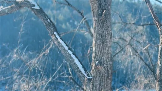 Lumber Capital Log Yard on Instagram