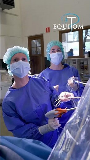 Castration chez une jument! #cheval