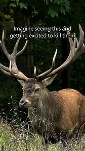 31K views · 1.1K reactions | Imagine seeing this majestic animal and deciding to run them to exhaustion with dogs, only to shoot them afterwards, all in the name of ‘science’… | Protect the Wild | Facebook