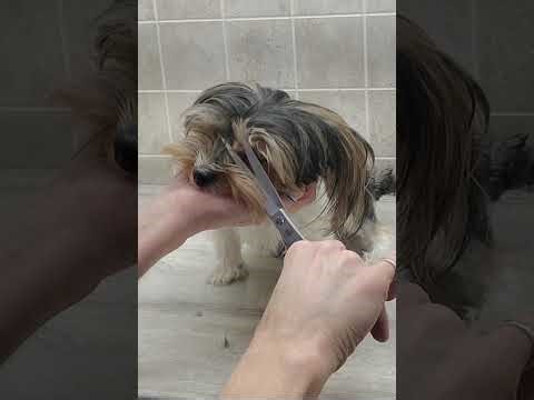 Biewer Yorkie face, ears, paw & nail trim & ear plucking, dog grooming without restraints