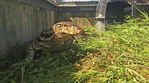 8-foot Asian water monitor lizard on the lam for months caught in South Florida