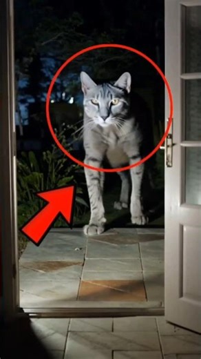 “Top 4 Creepy Cat Breeds You Won’t Believe Exist 👀🐱 #top5 #animals #creepycat #catbreed #shorts