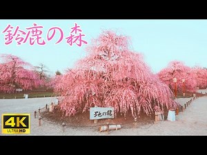 【三重県】一度は見たい！鈴鹿の森庭園の絶景🌸圧巻のしだれ梅まつりが美しすぎた…夜のライトアップも感動レベル✨春のおすすめ観光スポット！