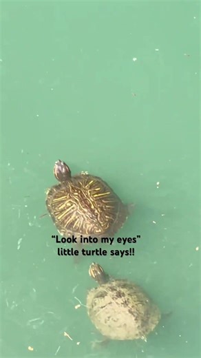 Red-eared slider turtles! #wildlifeentertainment #nature