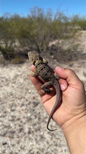 Reticulate Collared Lizard! #reptiles, #wildlife, #animals