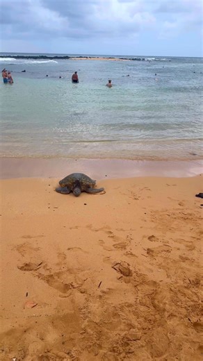 102K views · 2.4K reactions | Honu resting area from Kauai | Hawaii Deluxe Travel | Facebook