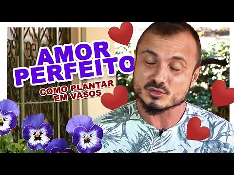 Como plantar AMOR PERFEITO em vasos