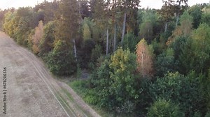 German forest aerial drone view of pine trees in summer. Forest used for logging industry. Ecosystem in Alpine forest near Munich