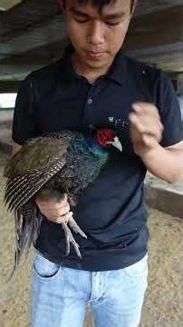IS IT DIFFICULT TO BUILD A PHEASANT COOP? | HOA MAT TROI FARM