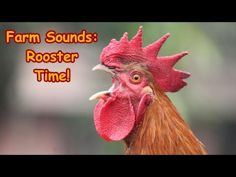 Farm Animal Sounds for Kids | Rooster, Hens and Chicks