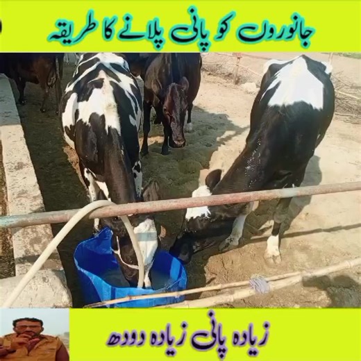 Exploring Dairy Agriculture and Farming Practices